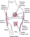 Ligaments of the knee