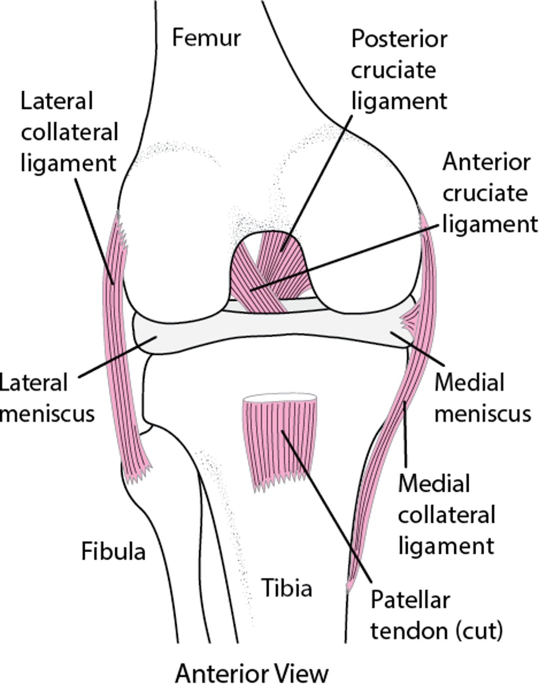 Ligaments of the knee