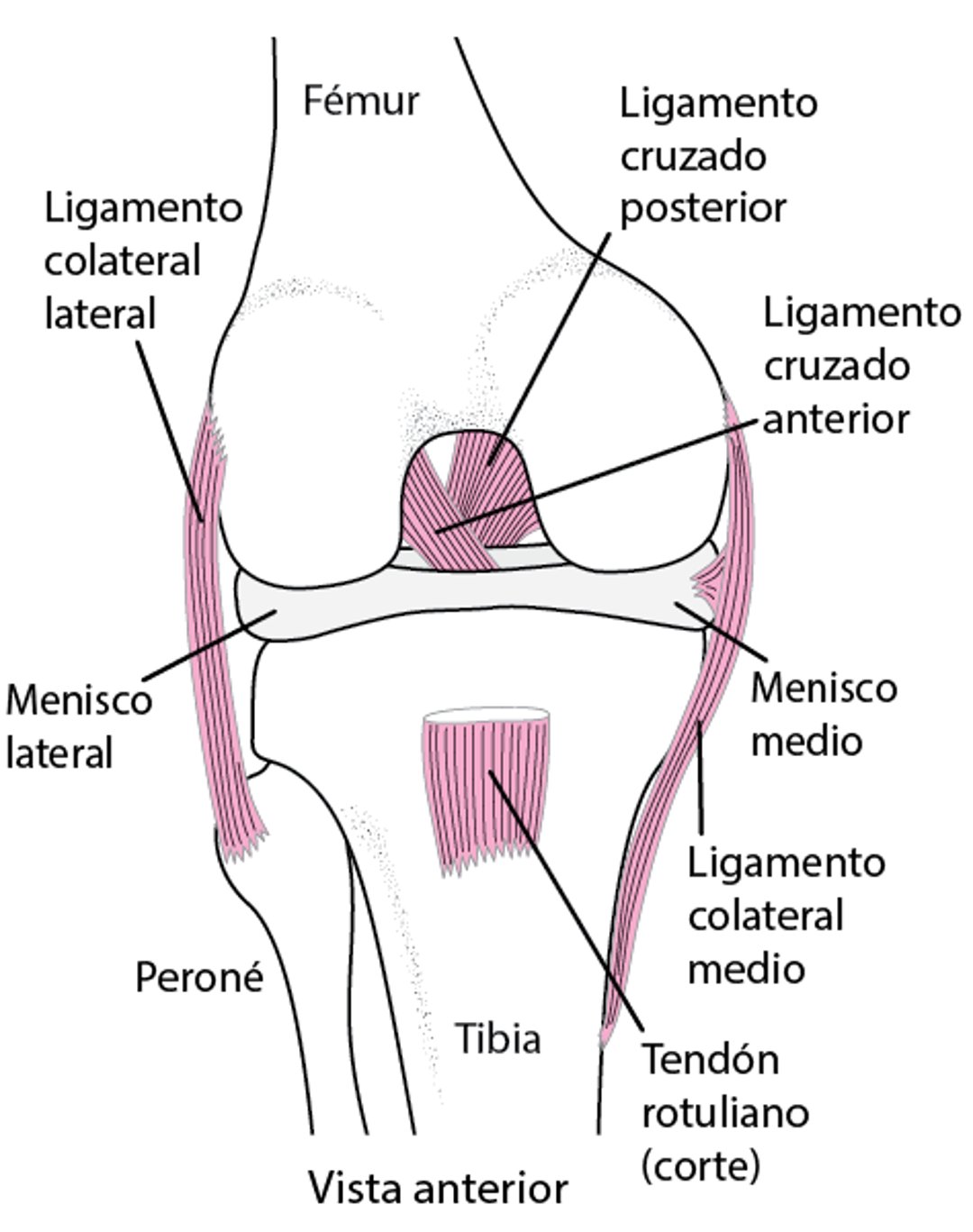 Ligamentos de la rodilla
