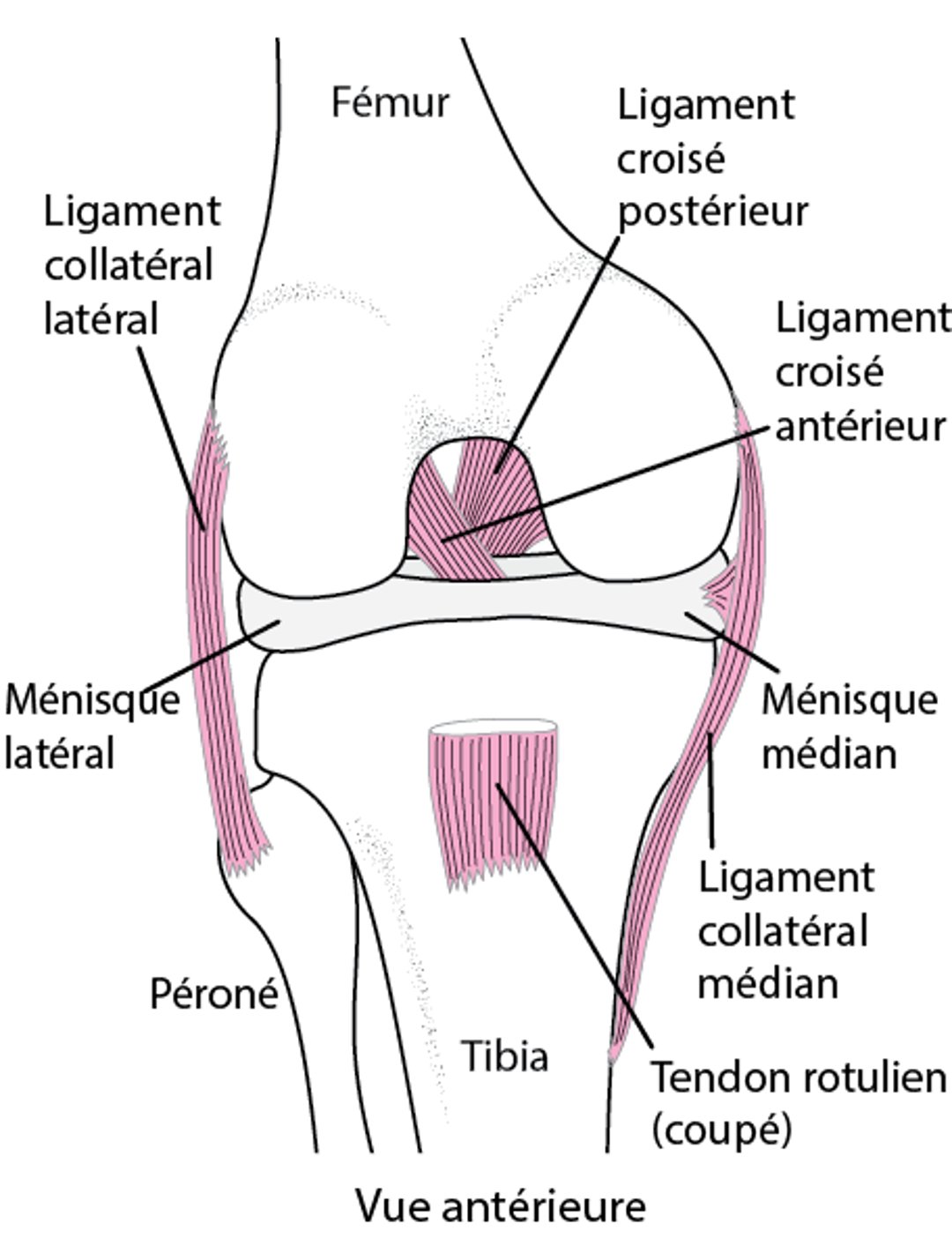 Ligaments du genou