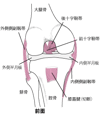 膝関節の靱帯