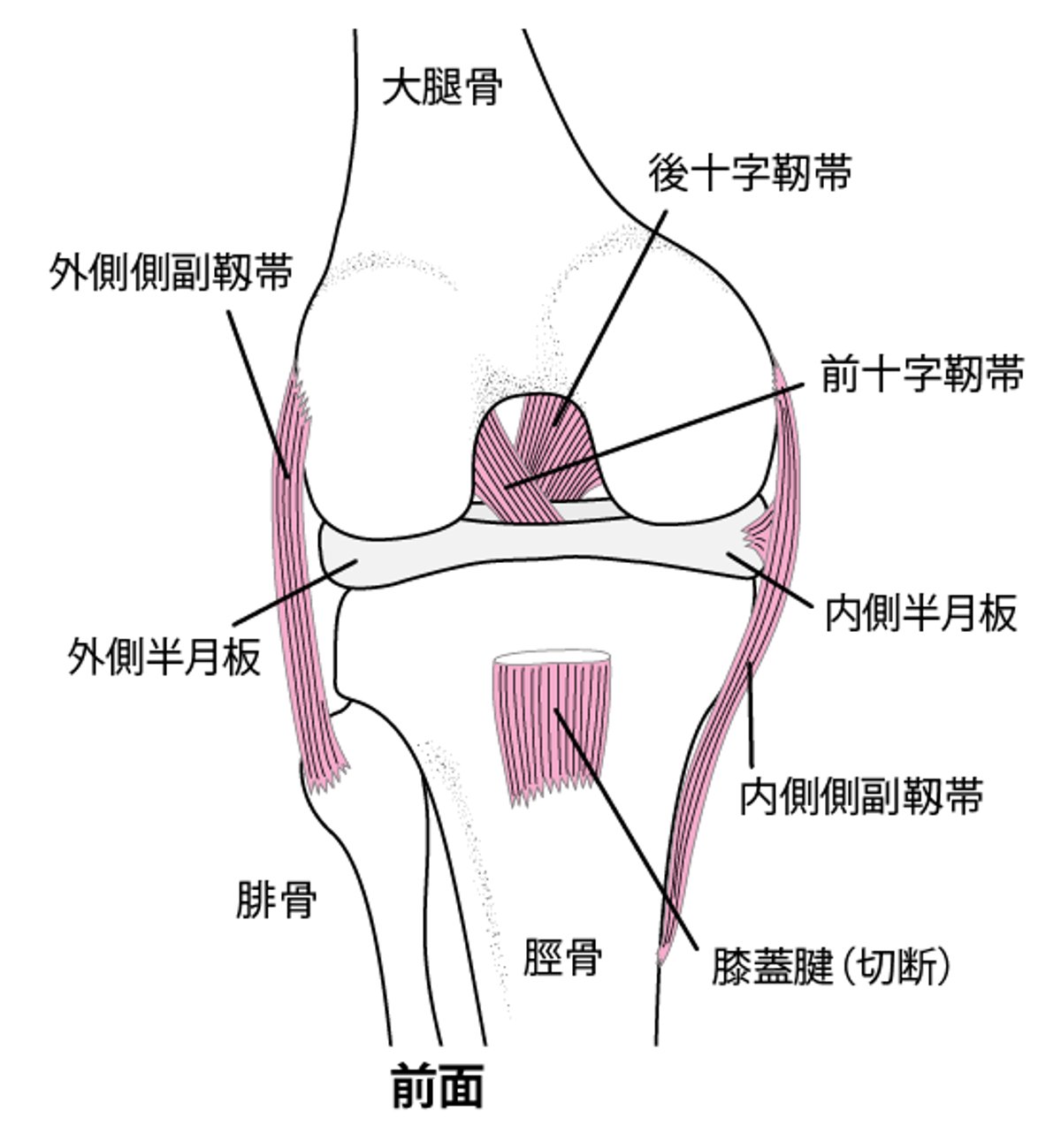 膝関節の靱帯