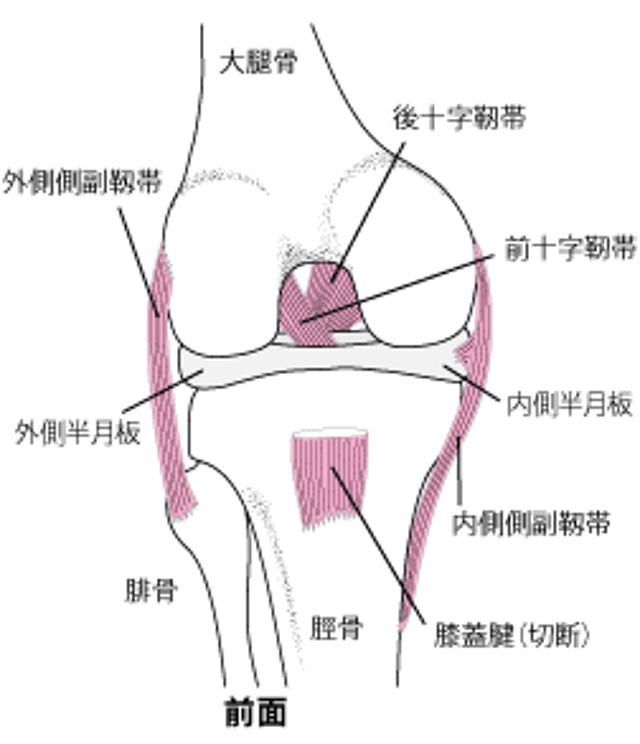 膝関節の靱帯