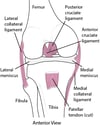 Ligamentos do joelho