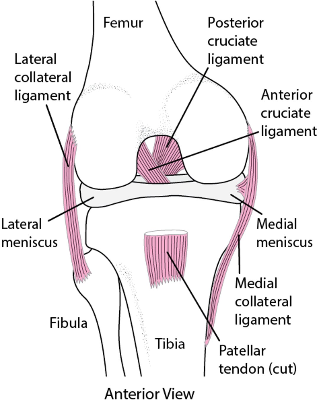 Ligamentos do joelho