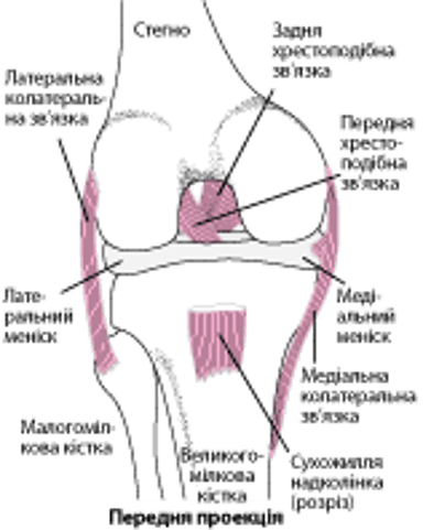 Зв’язки коліна