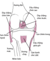 Các dây chằng của khớp gối.