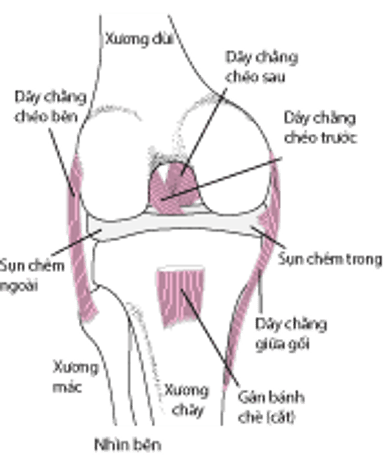 Các dây chằng của khớp gối.