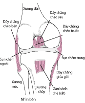 Các dây chằng của khớp gối.