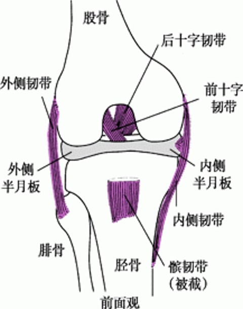 膝关节韧带