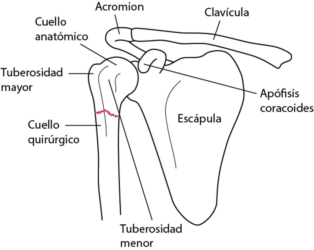 Referencias anatómicas clave en el húmero proximal