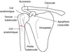 Repères anatomiques clés de l'humérus proximal