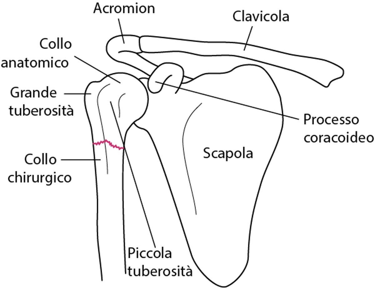 Punti di riferimento anatomici principali nell'omero prossimale