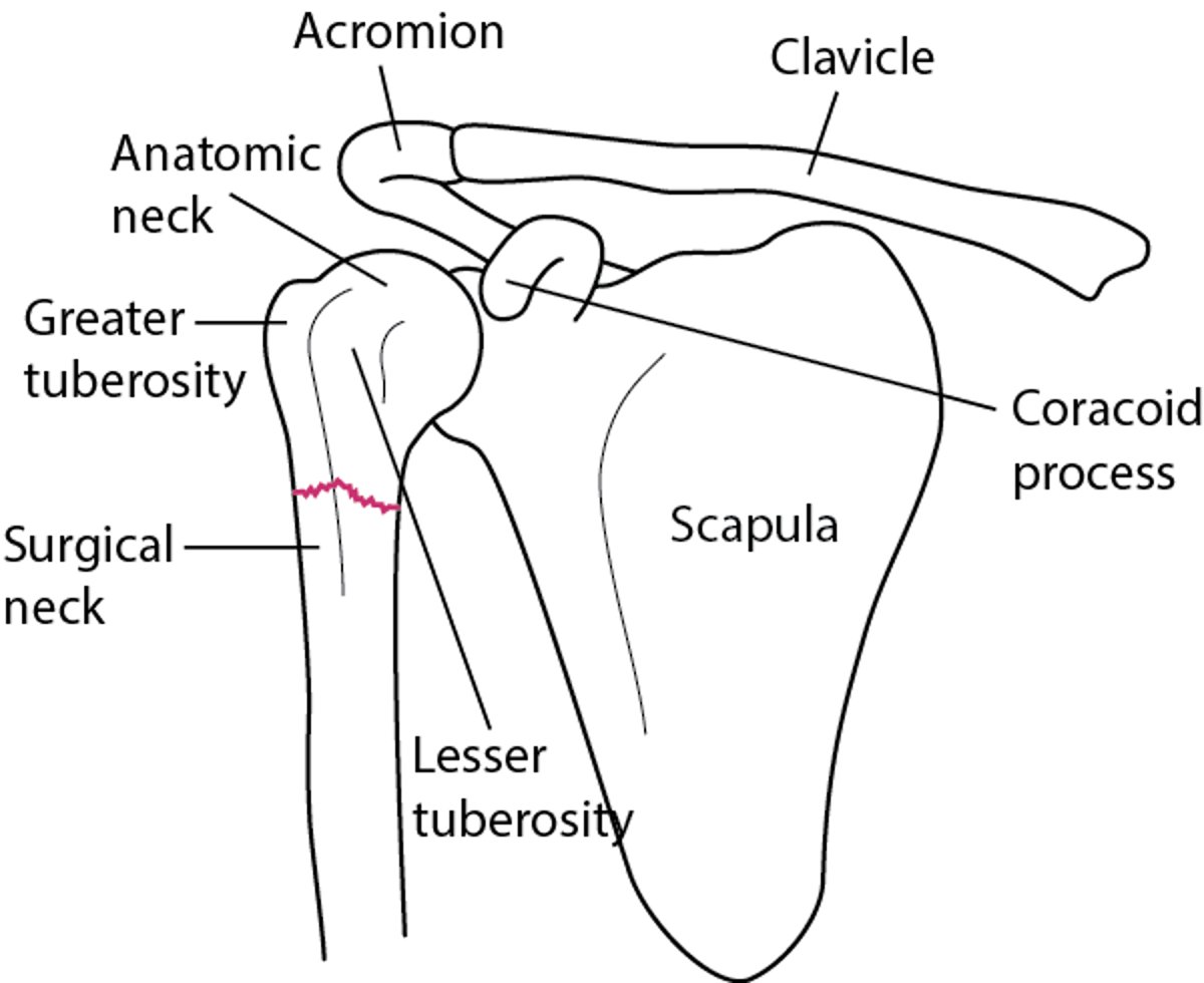 Características anatômicas fundamentais da região proximal do úmero