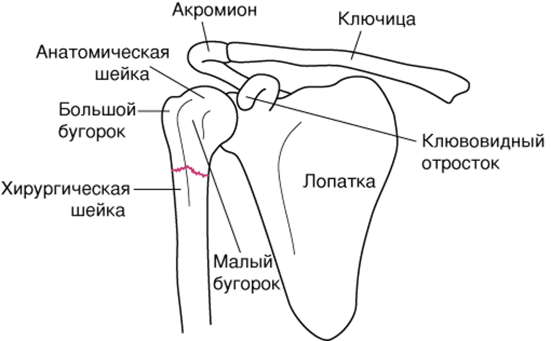 Основные анатомические ориентиры в проксимальном отделе плечевой кости