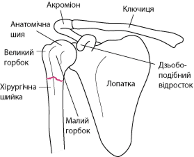 Основні анатомічні орієнтири в проксимальному відділі плечової кістки