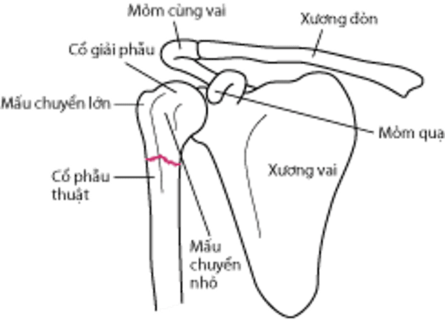 Các mốc giải phẫu chính đầu gần xương cánh tay