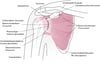 Schulteranatomie (anteriore Ansicht)