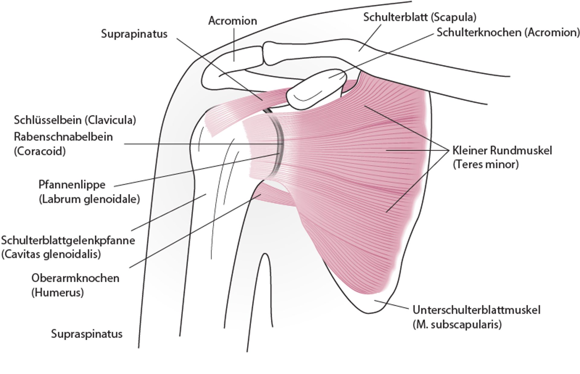 Schulteranatomie (anteriore Ansicht)