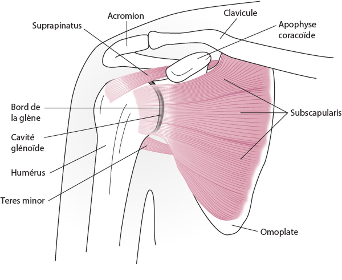 Anatomie de l'épaule (vue antérieure)