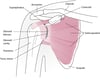 Anatomia della spalla (proiezione anteriore)
