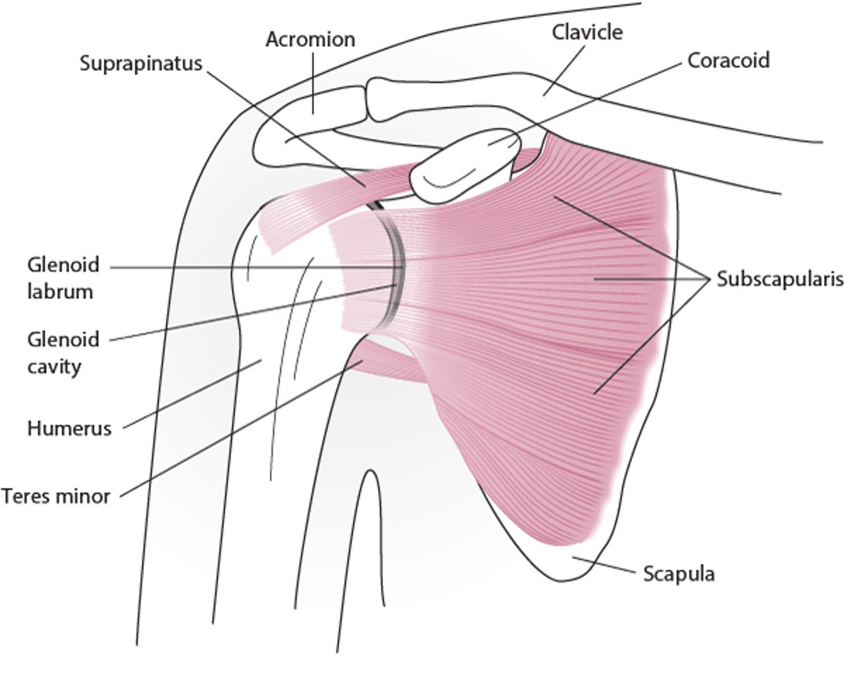 Anatomia della spalla (proiezione anteriore)