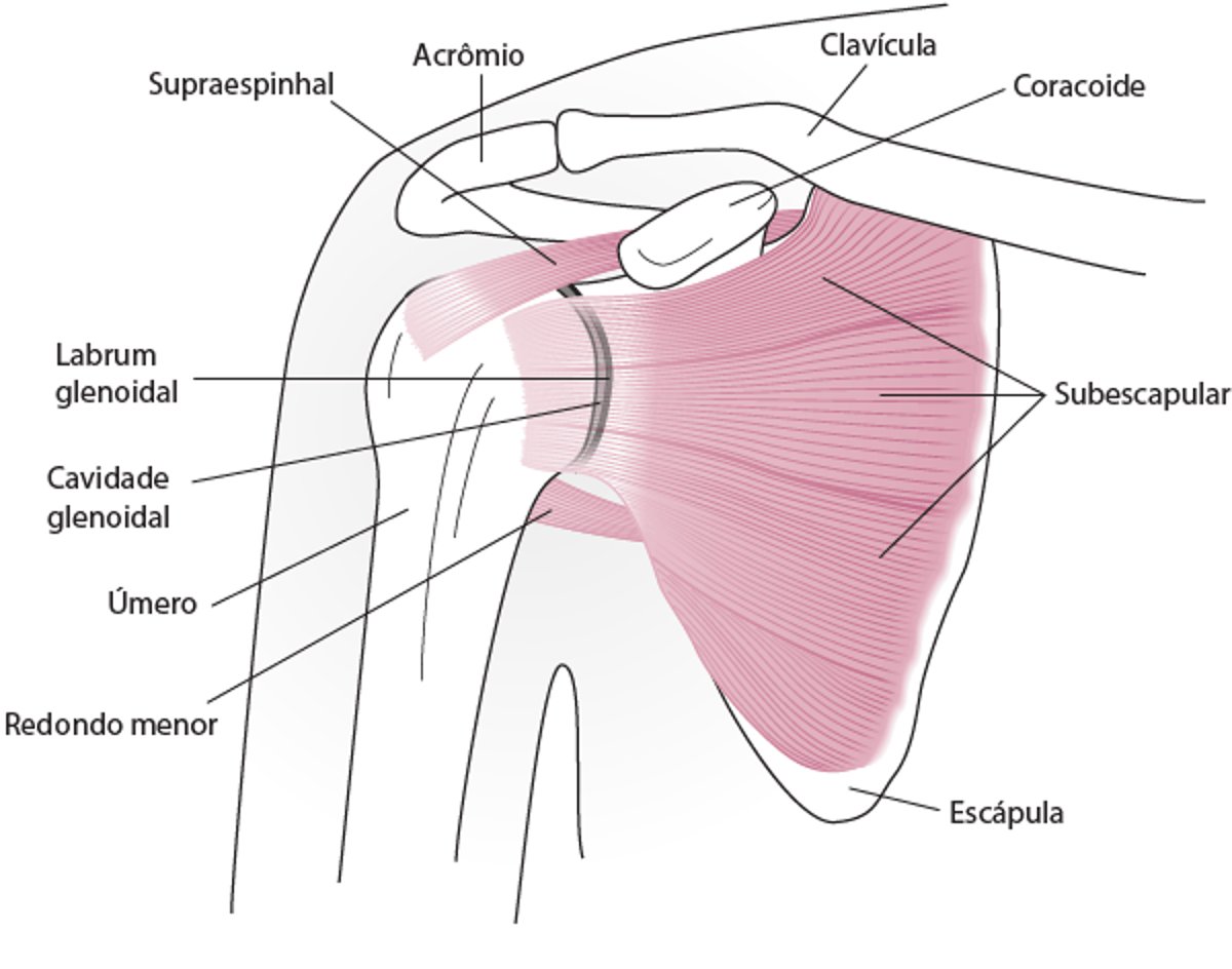 Anatomia do ombro (visão anterior)