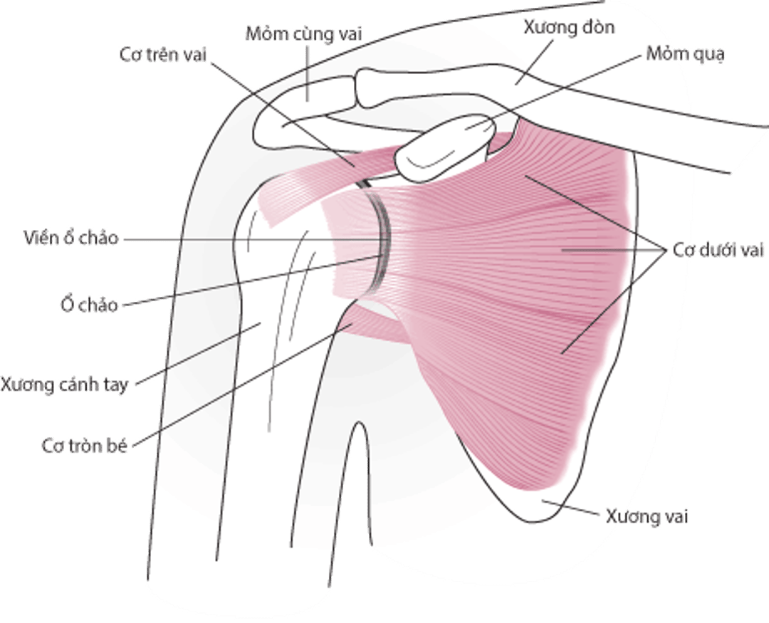 Giải phẫu khớp vai (xem phía trước).