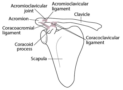 Ligaments of the shoulder joint