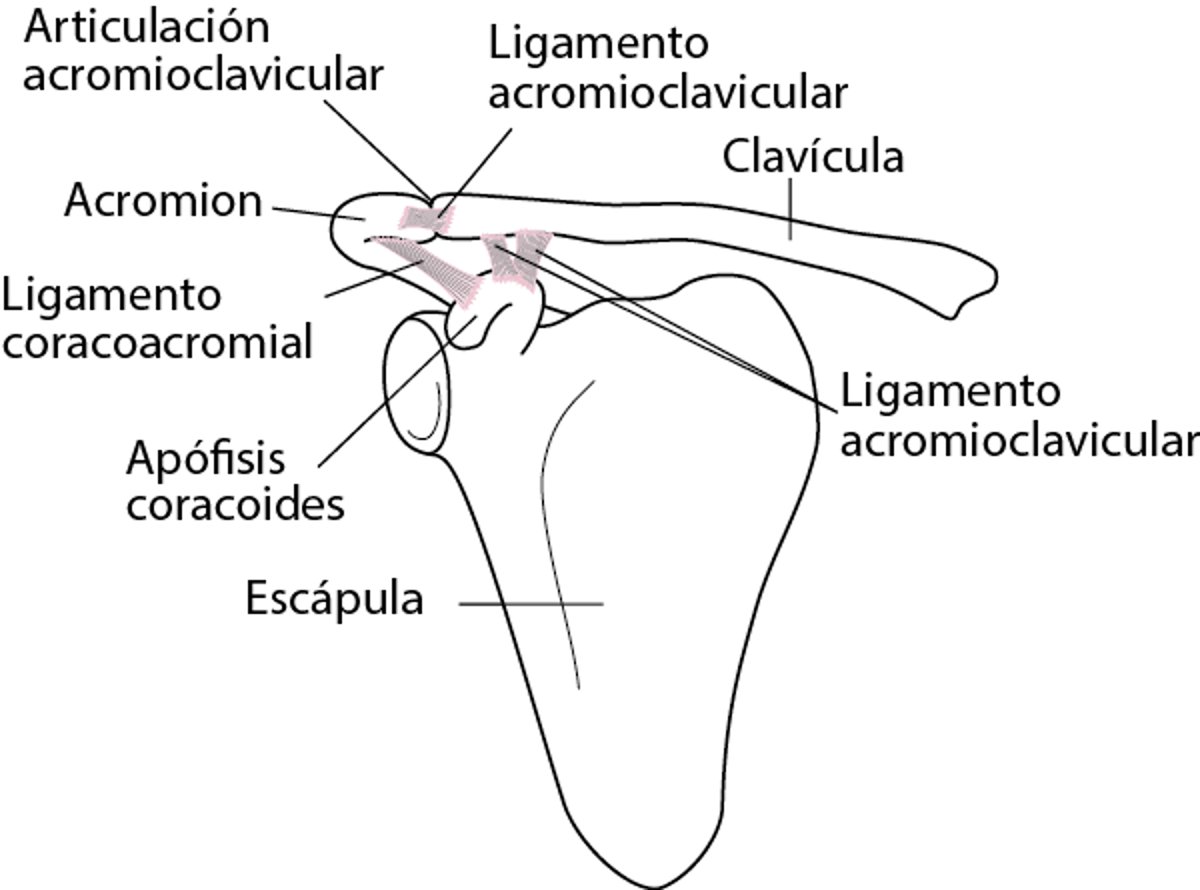 Ligamentos de la articulación del hombro