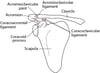 Ligamentos da articulação do ombro