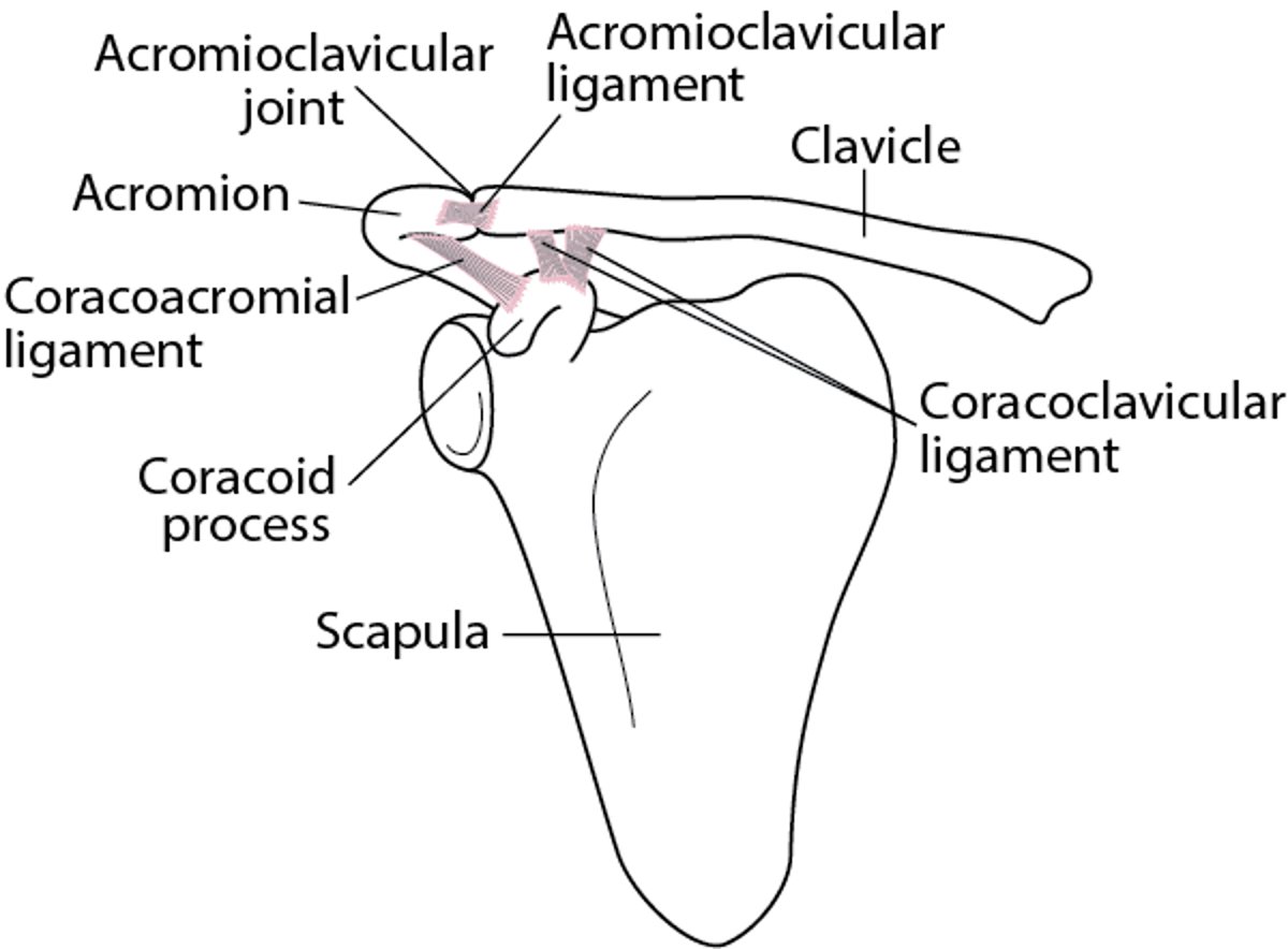 Ligamentos da articulação do ombro