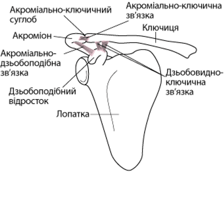 Зв'язки плечового суглоба