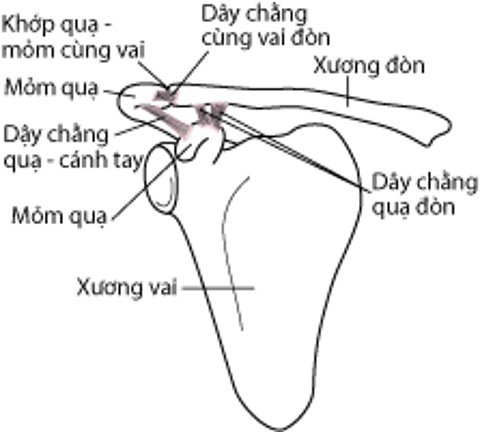 Các dây chằng của khớp vai