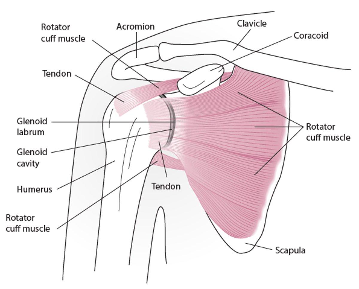 Shoulder anatomy (anterior view)