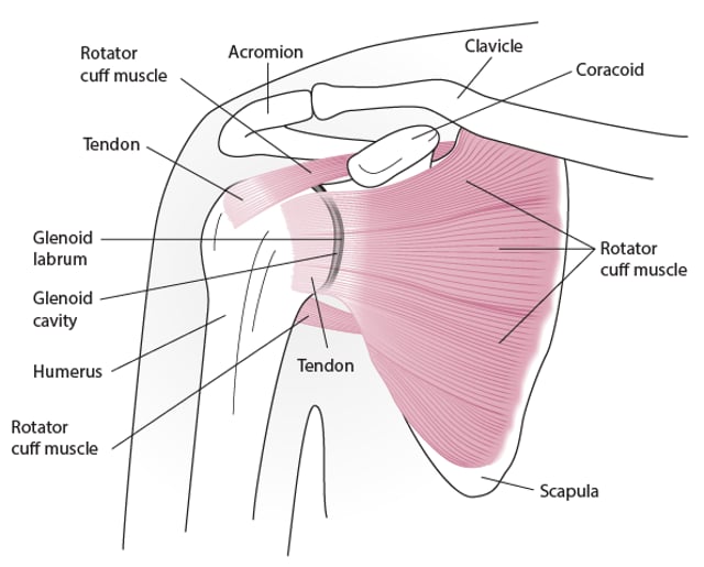 Image:Shoulder anatomy (anterior view)-MSD Manual Consumer Version