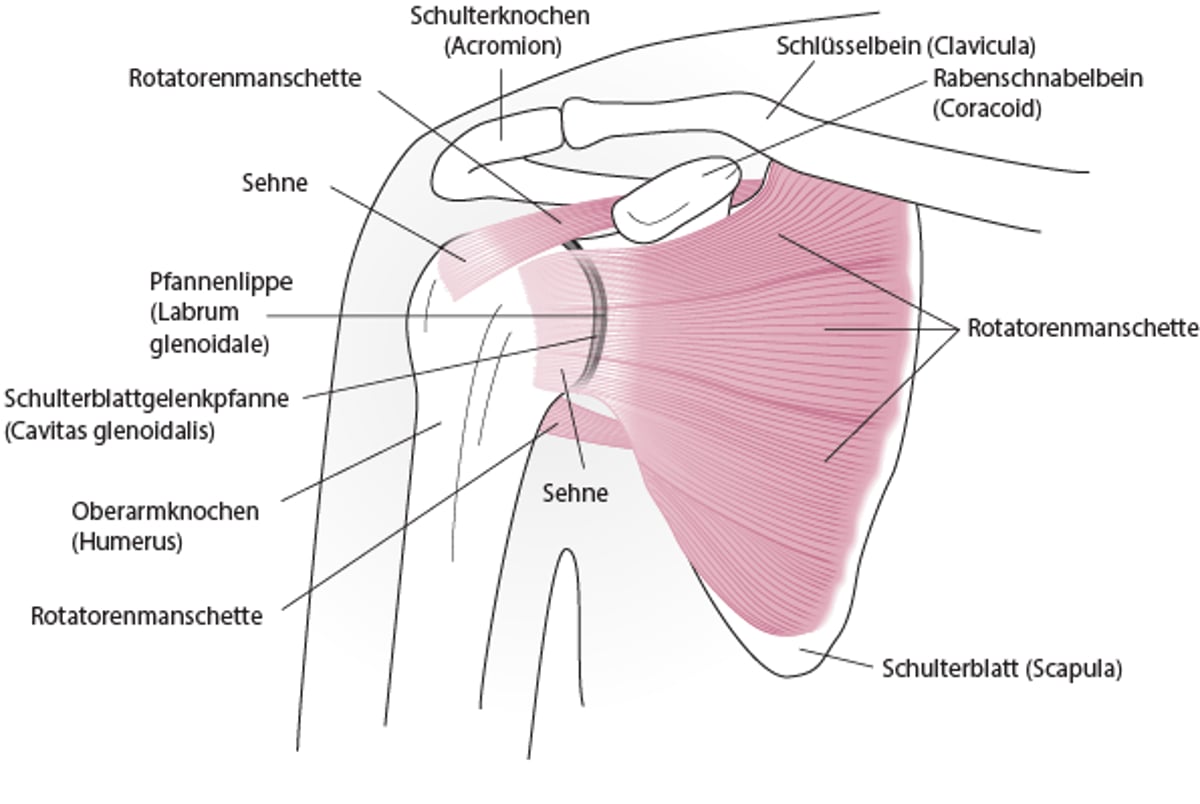 Schulteranatomie (anteriore Ansicht)