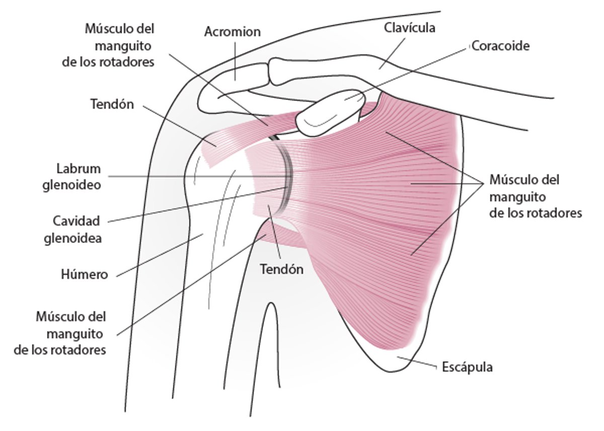 Anatomía del hombro (vista anterior)