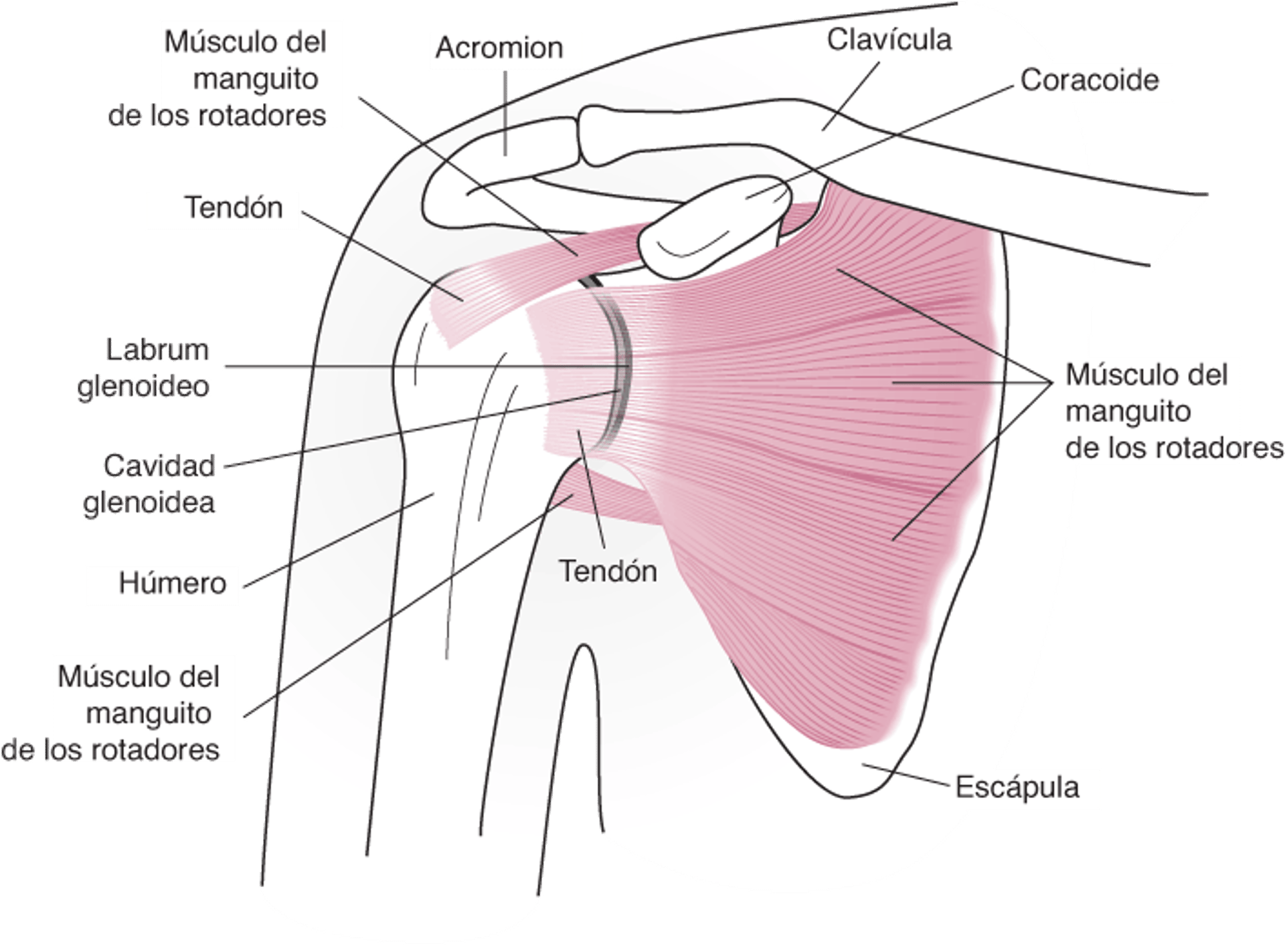 Anatomía del hombro (vista anterior)