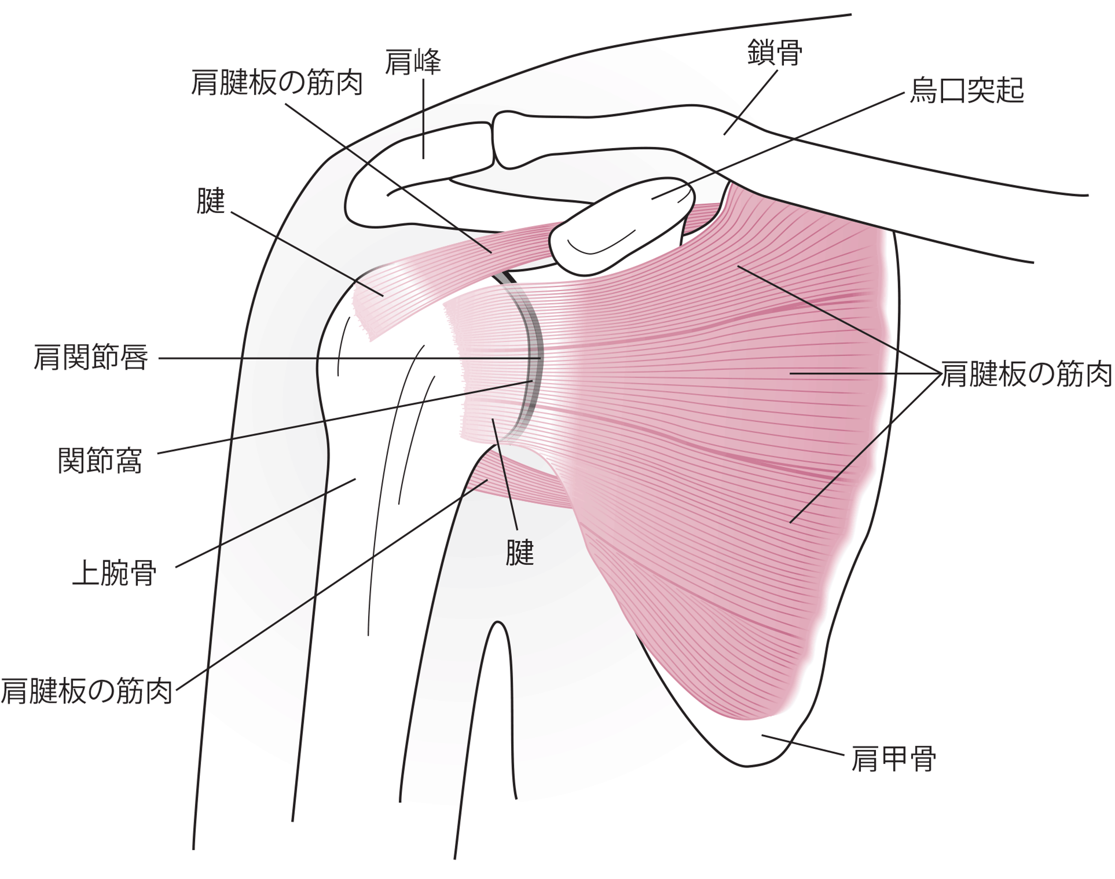 肩関節の解剖（前面）