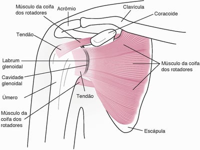 Anatomia do ombro (visão anterior)