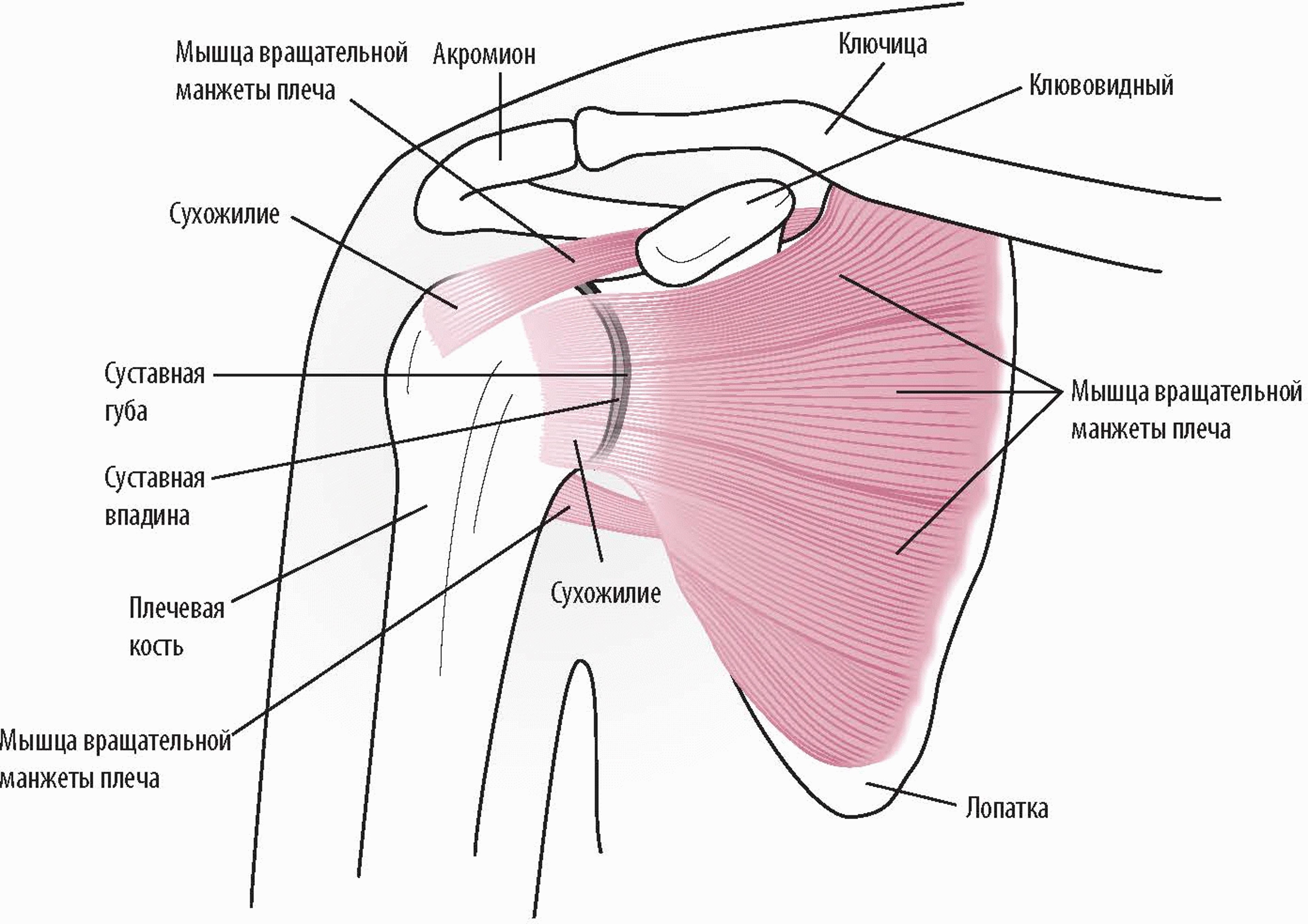 Анатомия плеча (вид спереди)
