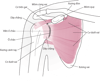 Giải phẫu khớp vai (xem trước).