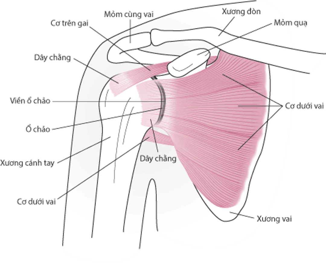 Giải phẫu khớp vai (xem phía trước).