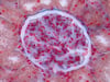 Kidney Glomerulus (Light Micrograph)