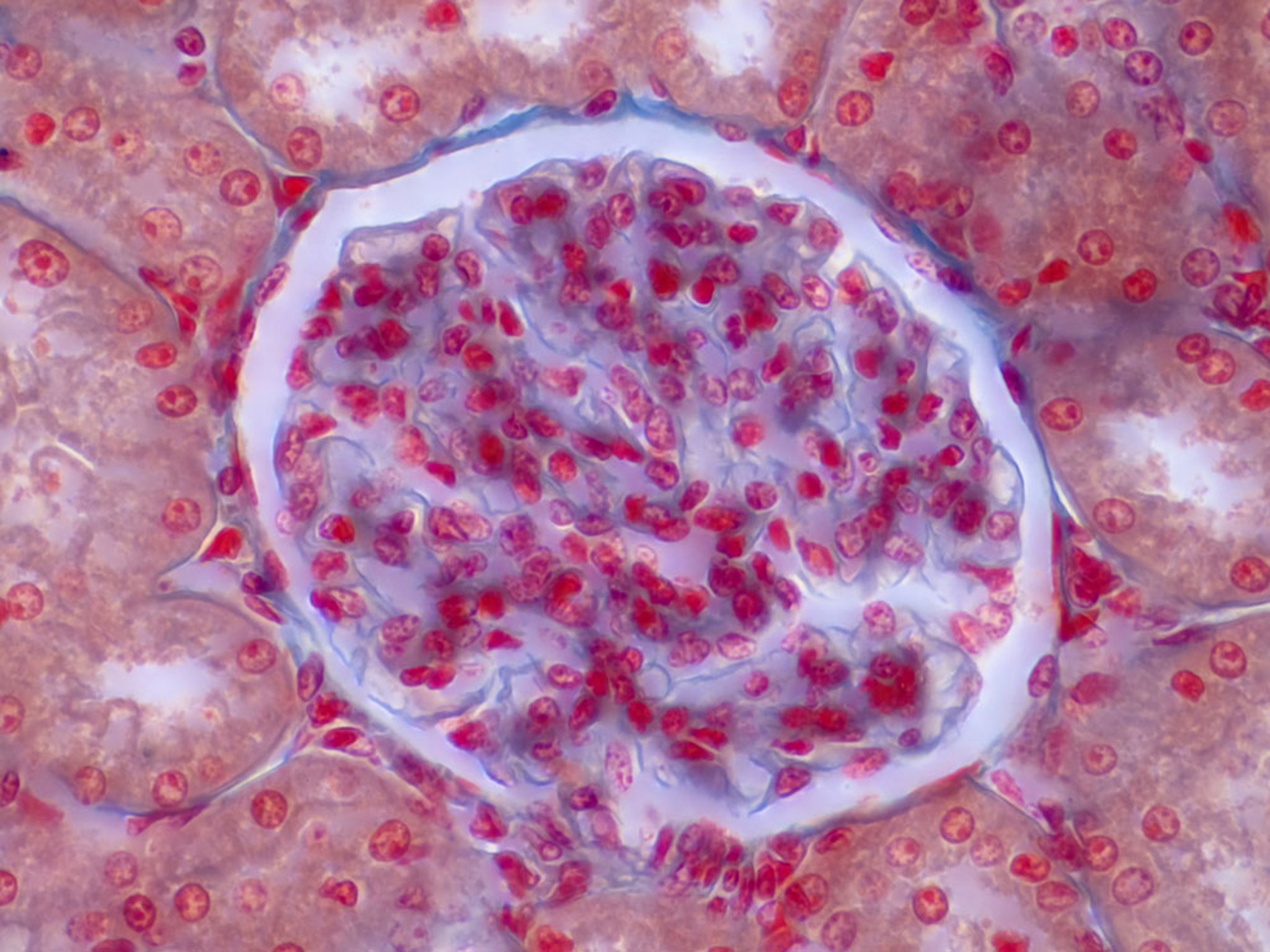 Glomérule rénal (microscopie optique)