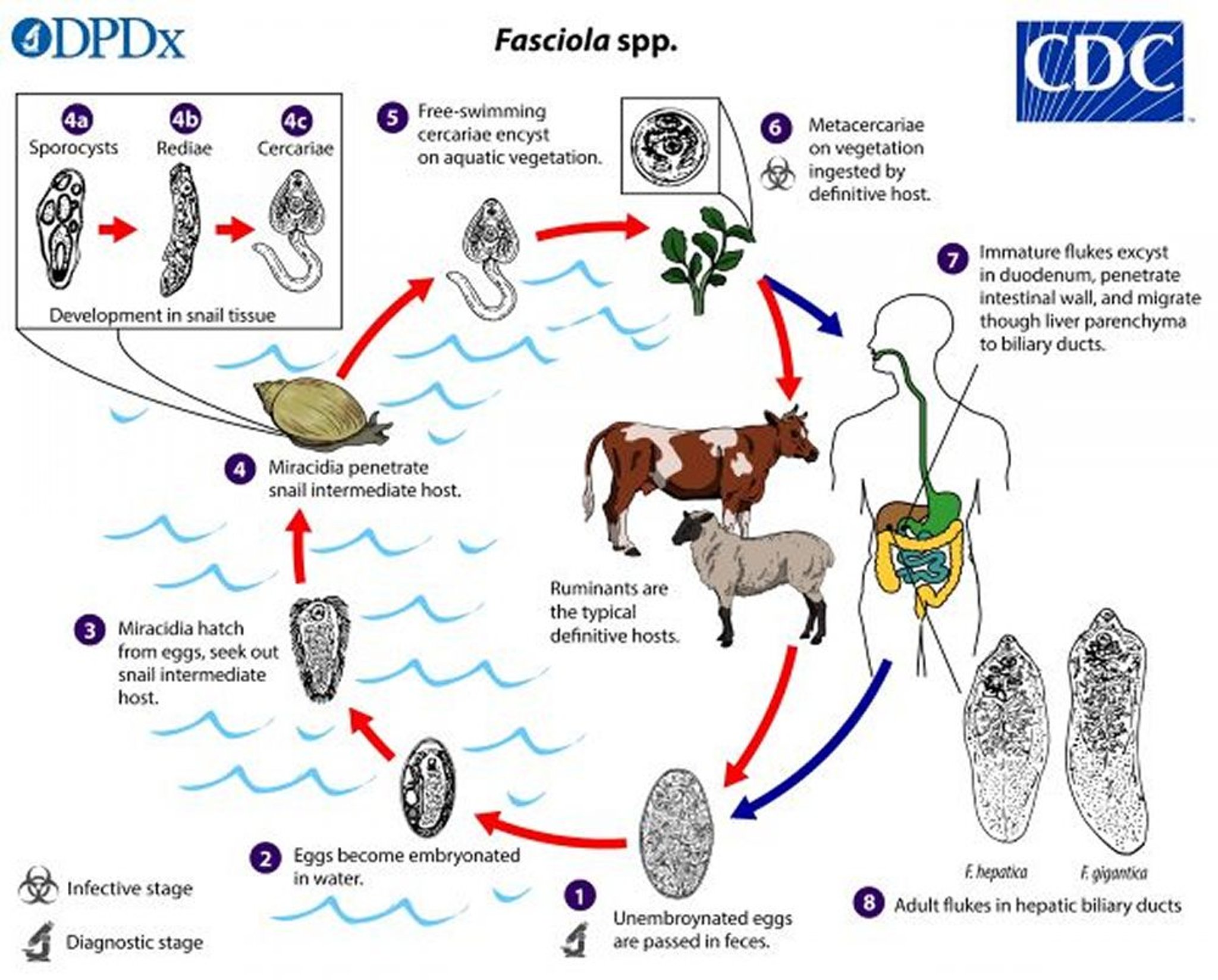 肝蛭（<i >Fasciola hepatica</i>）の生活環