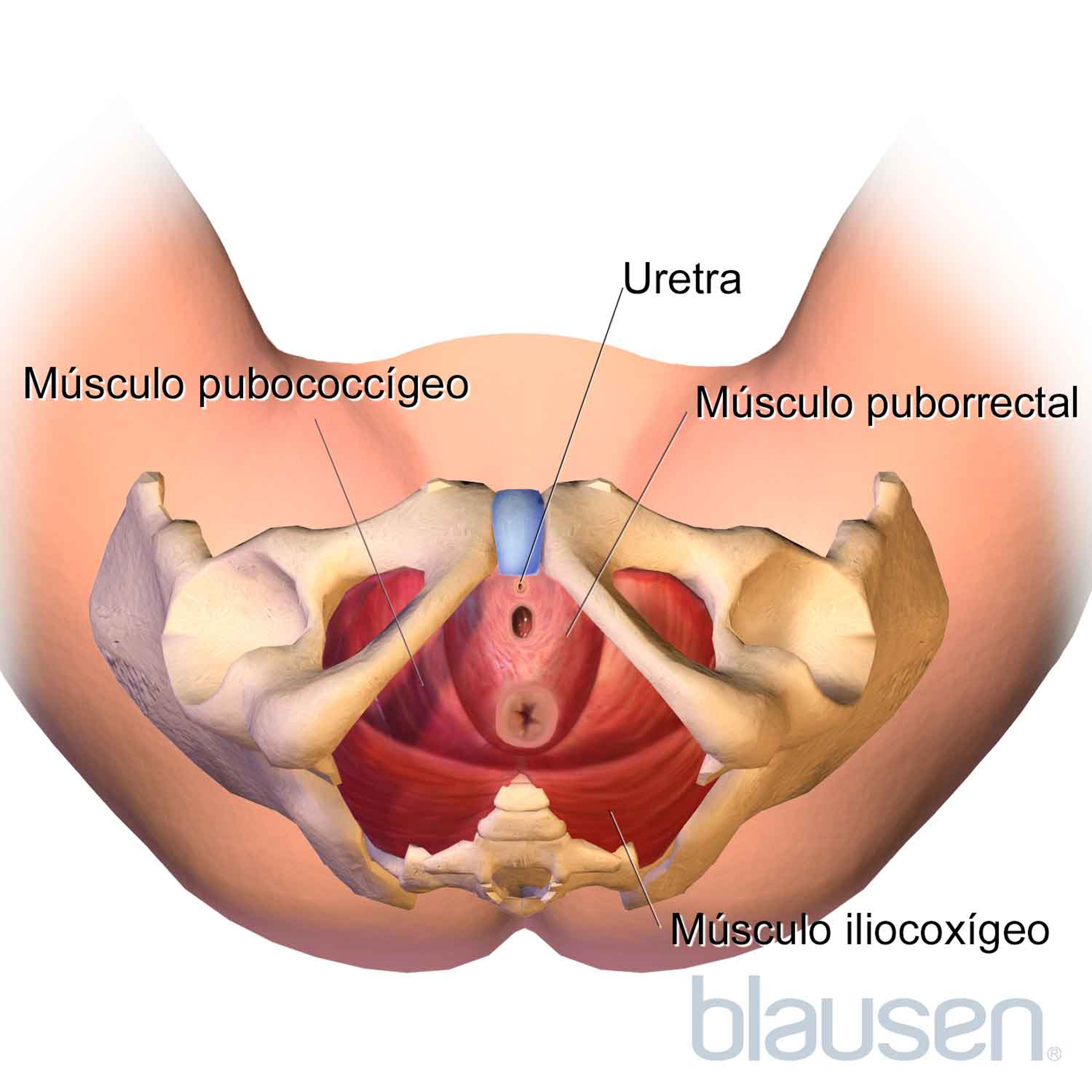 Músculos del suelo pelviano (inferior)