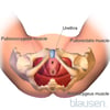 Muscles pelviens (inférieurs)
