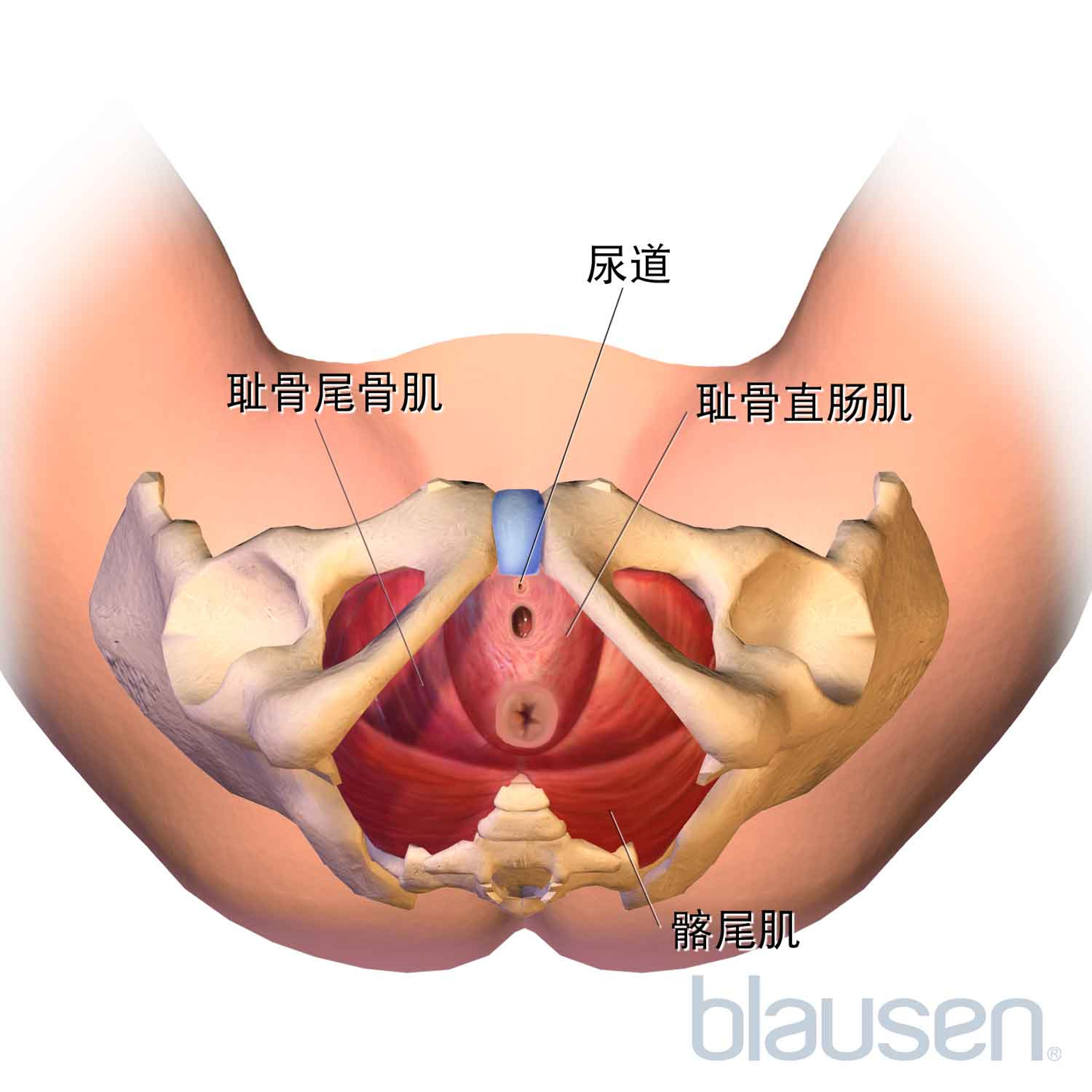 盆底肌肉（下）